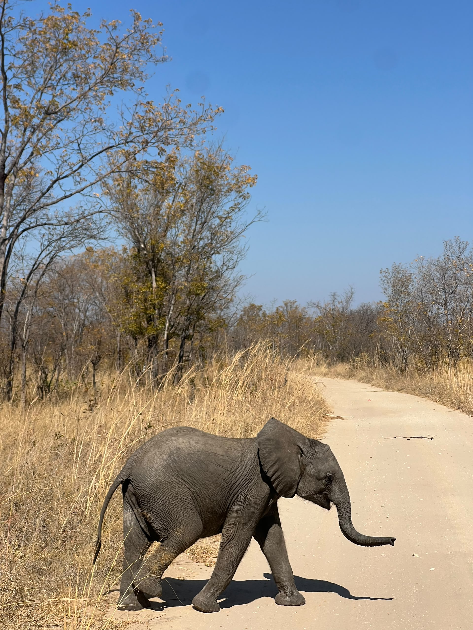 Hwange Wild Life Safaris