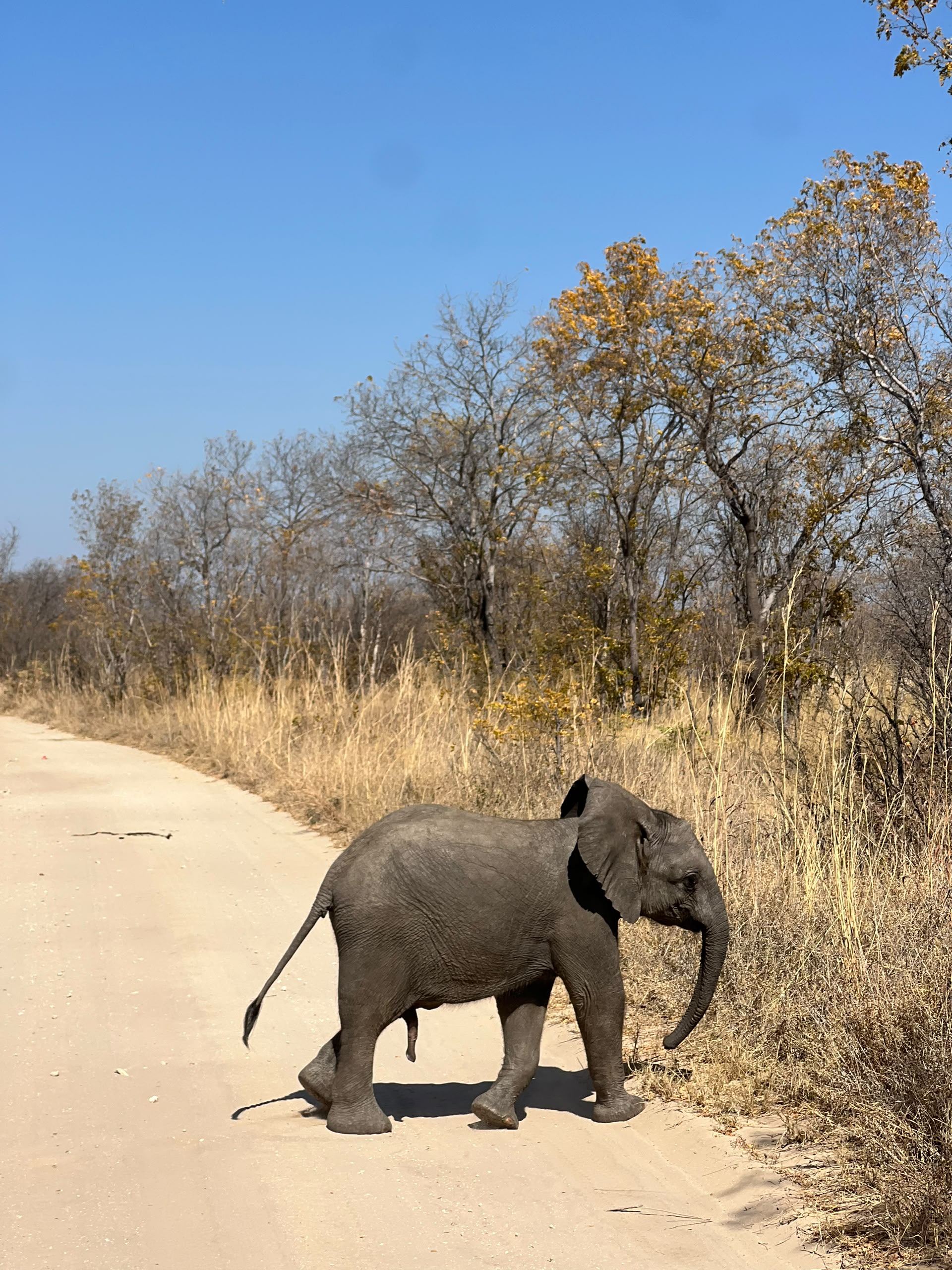 Hwange Wild Life Safaris