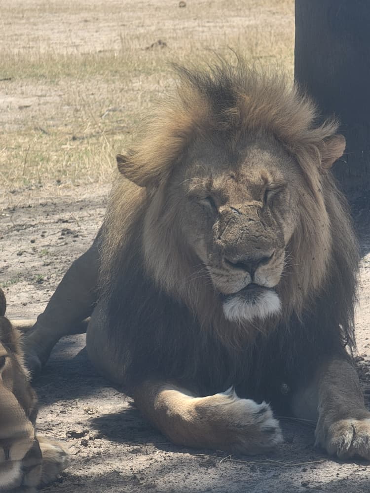 Hwange Wild Life Safaris