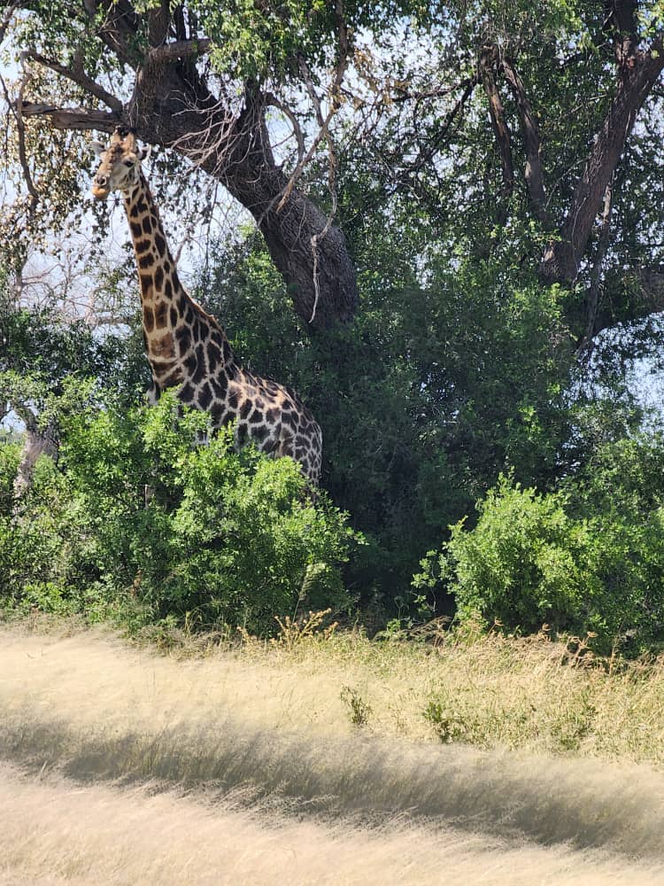 Wildlife at Hwange Wild Life Safaris