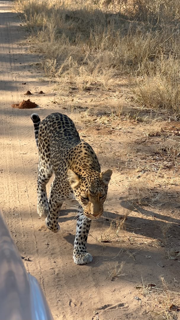Hwange Wild Life Safaris