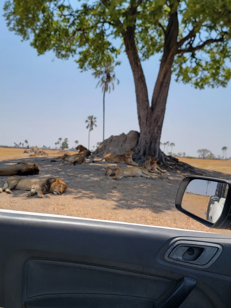 Game Drive at Hwange Wild Life Safaris