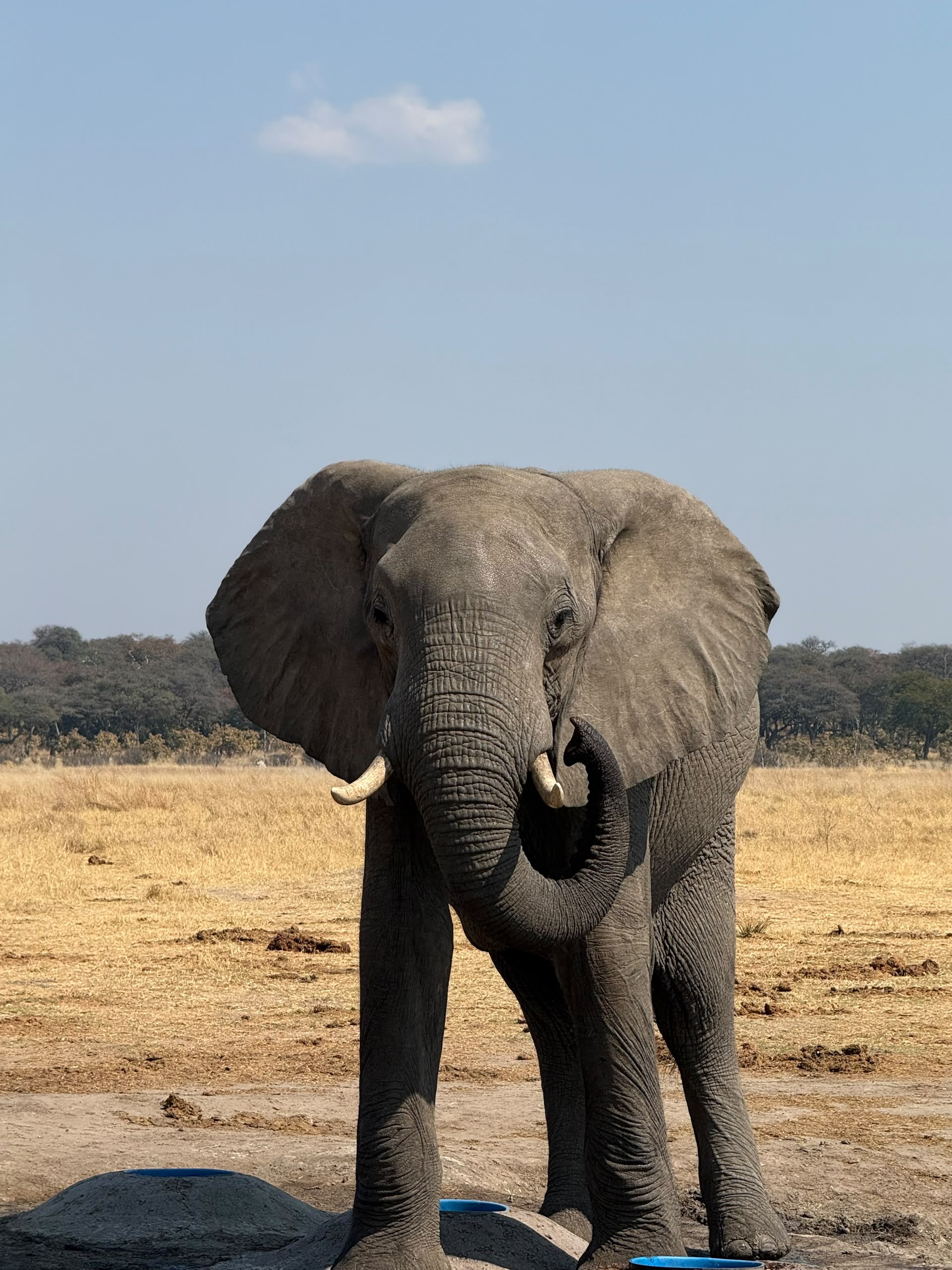 Hwange Wild Life Safaris