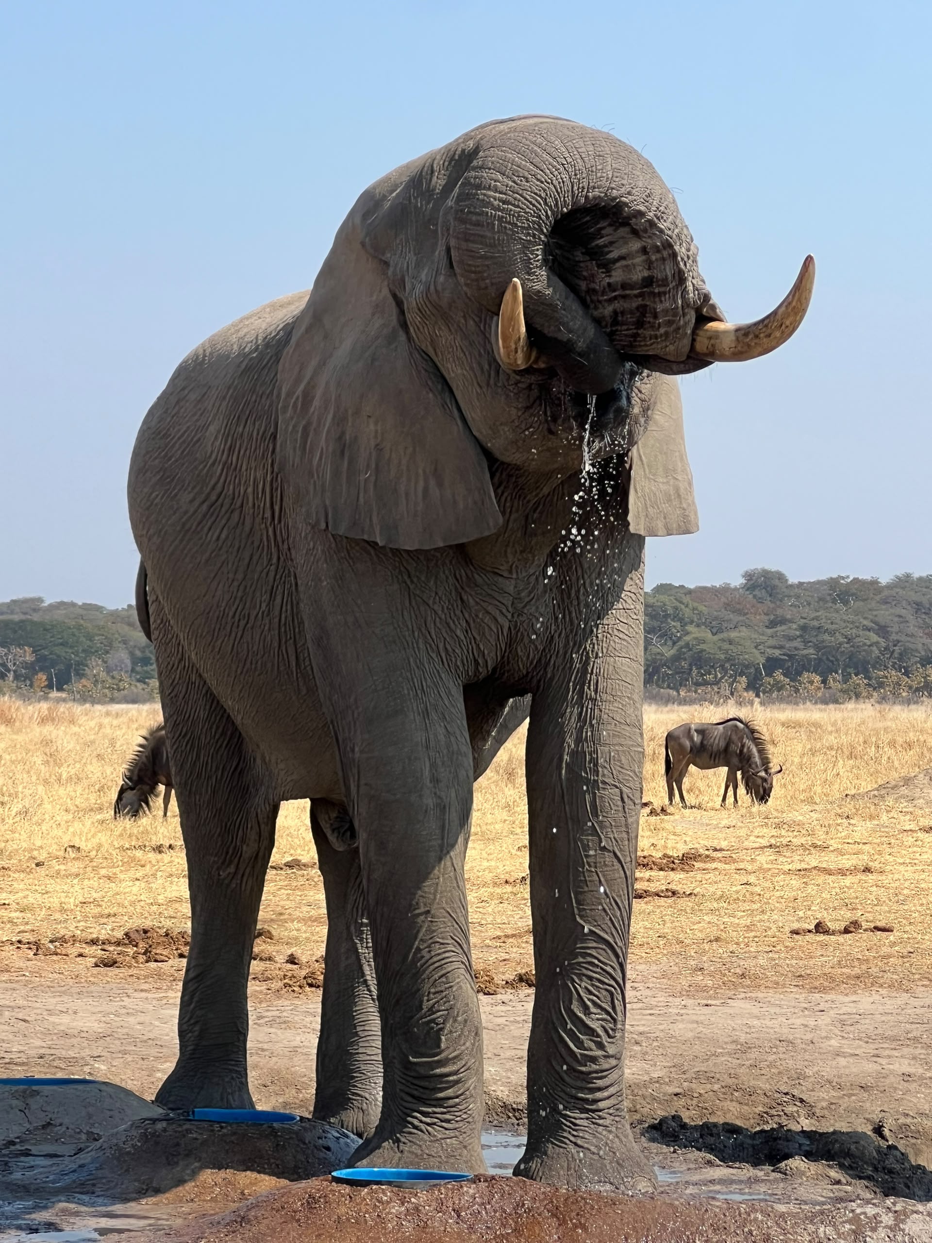 The Elephant Herds of Hwange