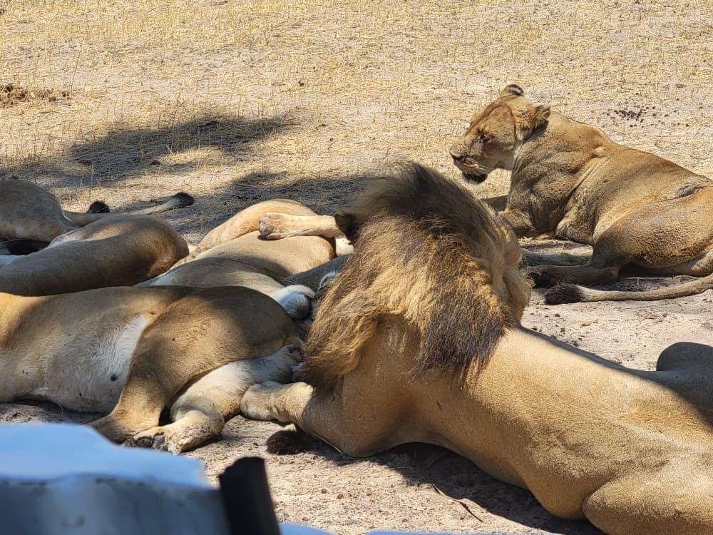 Why Hwange’s elephants travel such long distances
