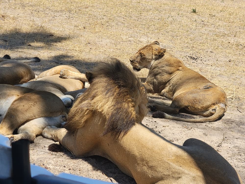Hwange Wild Life Safaris